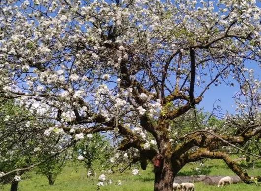 blühende Streuobstwiese mit Schafbeweidung