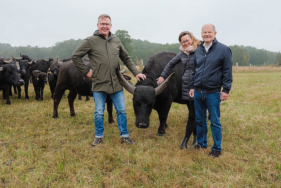 Altkanzler Olaf Scholz, Landwirtschaftsministerin Hanka Mittelstädt und Landtagsabgeordneter Johannes Funke streicheln einen Wasserbüffel.