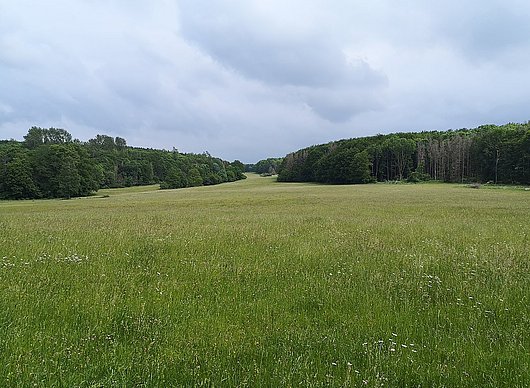 Grünland im Laubacher Wald