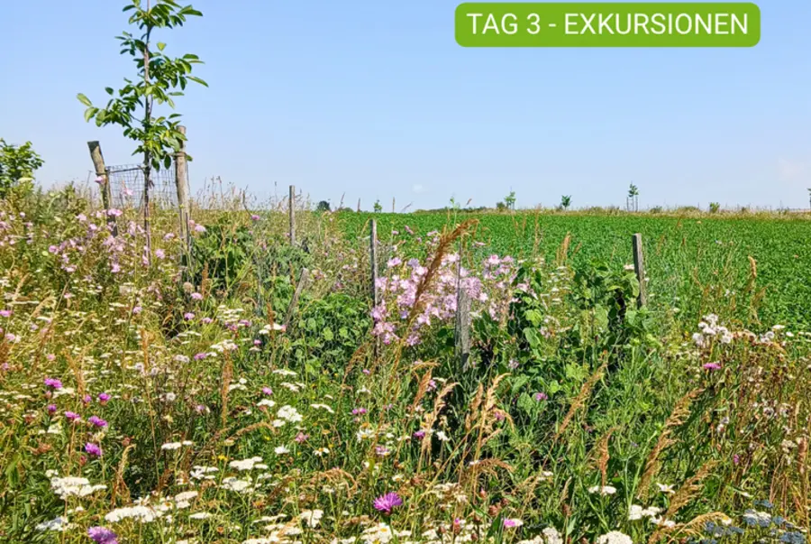 Agroforst Versuchsfläche