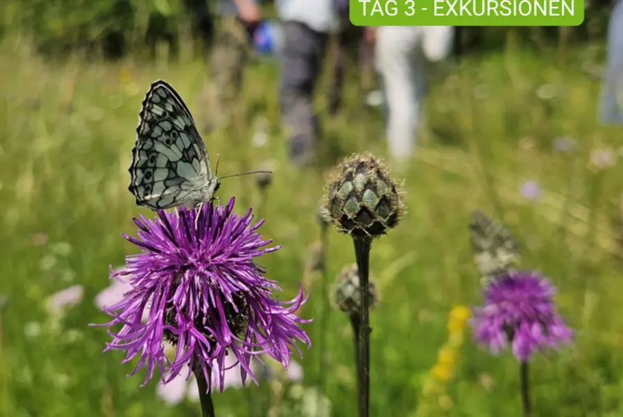 Artenreiche Wiese