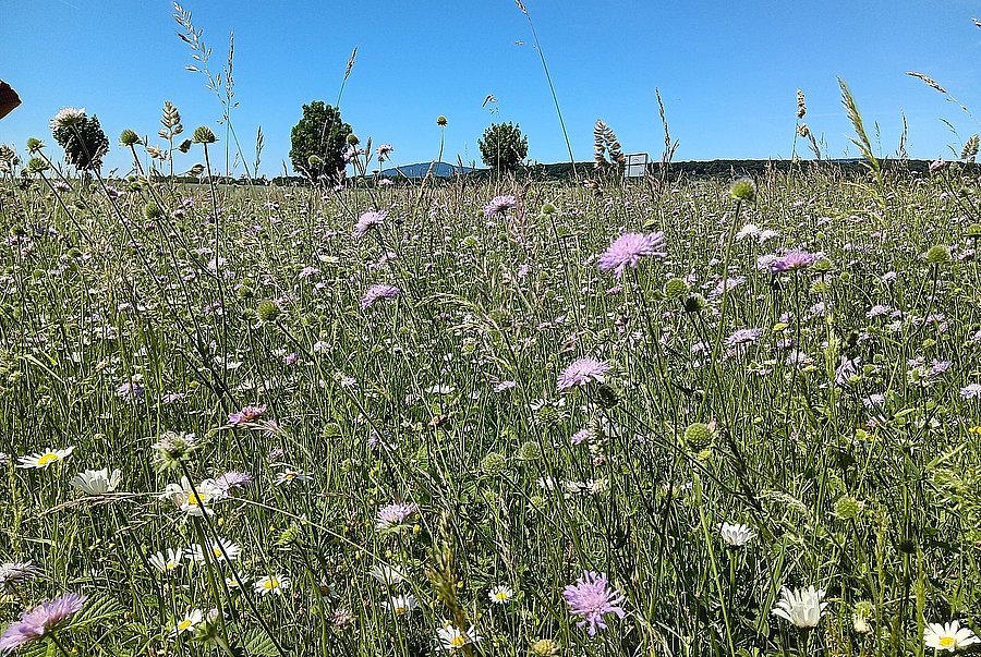 bunte, artenreiche Wiese