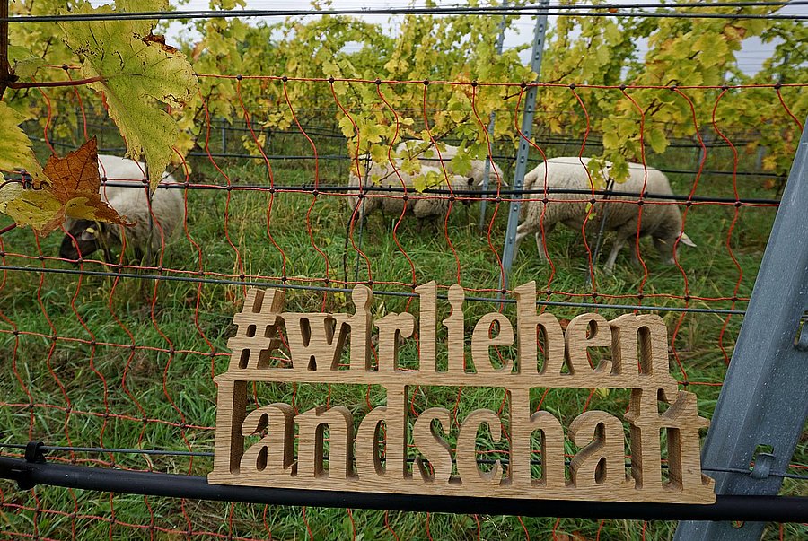 Schafe weiden in einem Weinberg