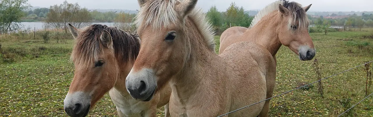 Besuch einer Pferdeweide auf der Exkursion des Hessischen Landschaftspflegetags 2023