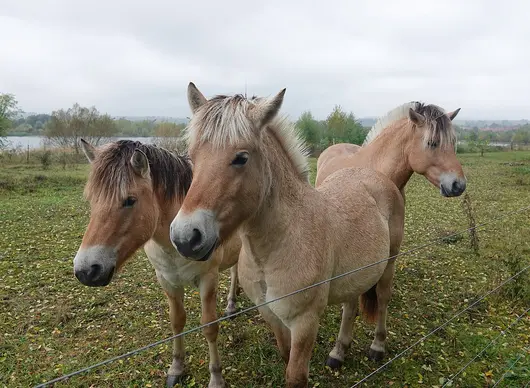 Besuch einer Pferdeweide auf der Exkursion des Hessischen Landschaftspflegetags 2023