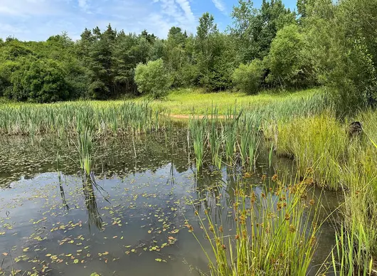 Teich 