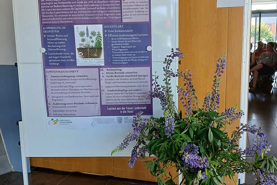 Lupinen-Vase vor Aktionsposter