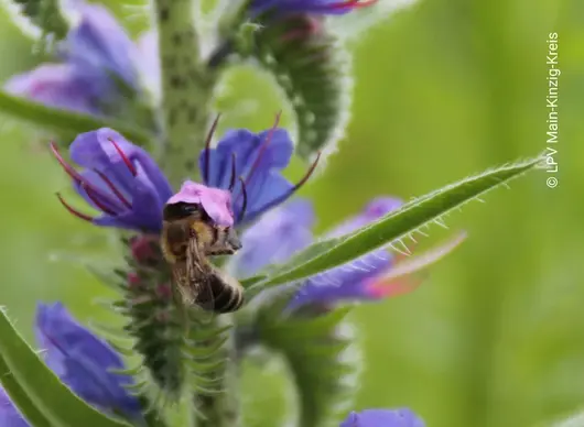 © LPV Main-Kinzig-Kreis